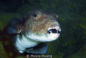 I need to see a dentist
Starry puffer
Green Island Taiwan by Mickle Huang 